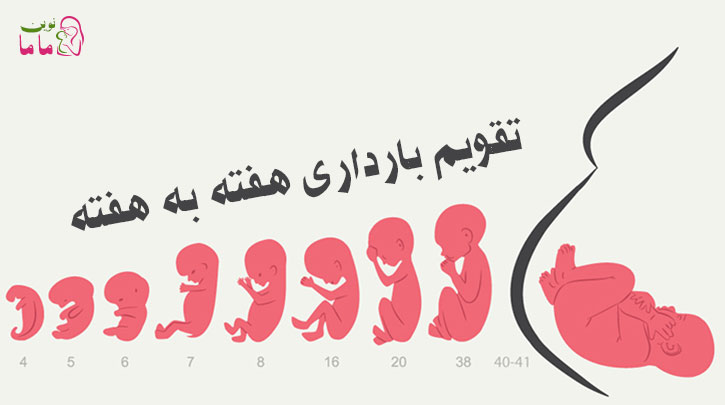 هفته سوم بارداری: رشد نوزاد، علائم و نشانه ها