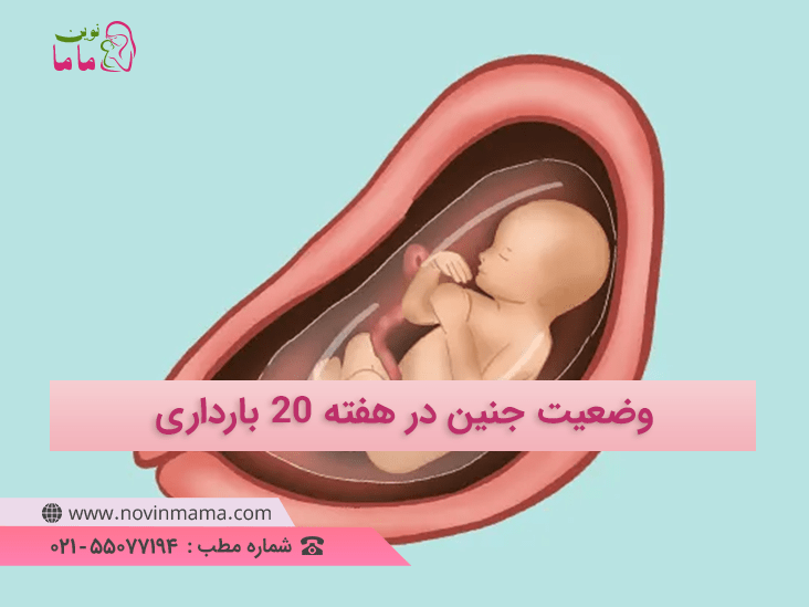 وضعیت جنین در هفته بیستکم بارداری چگونه است و اندازه جنین چند سانتی متر است
