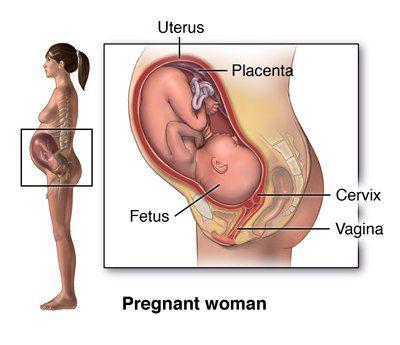 مشکلات باروری یا ناهنجاری های مادرزادی نیز در  نوزادان زنان مبتلا به MS بسیار کم است.