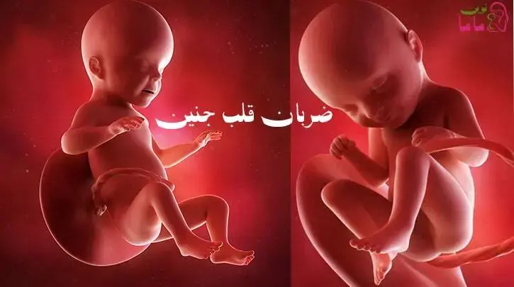 ضربان قلب جنین