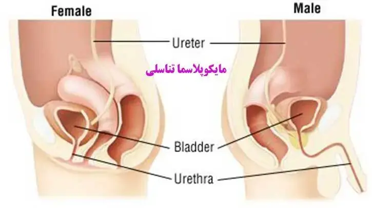 مایکوپلاسما ژنیتالیوم تناسلی
