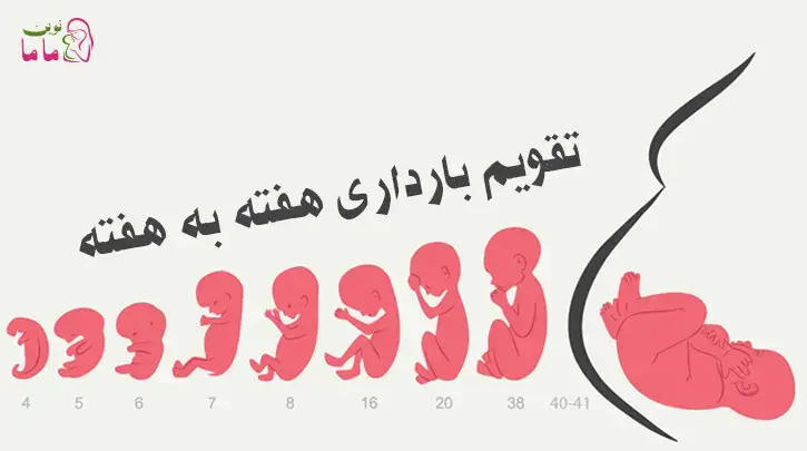 هفته حیرت انگیز سی و دوم بارداری