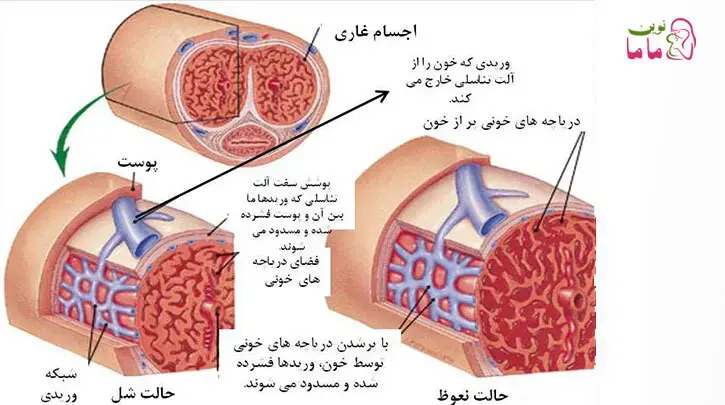 در مردان ابتدا افزایش تعداد تنفس و ضربان قلب و ترشحات غدد مجرا و پرخونی و بالا آمدن بیضه ها رخ خواهد داد،