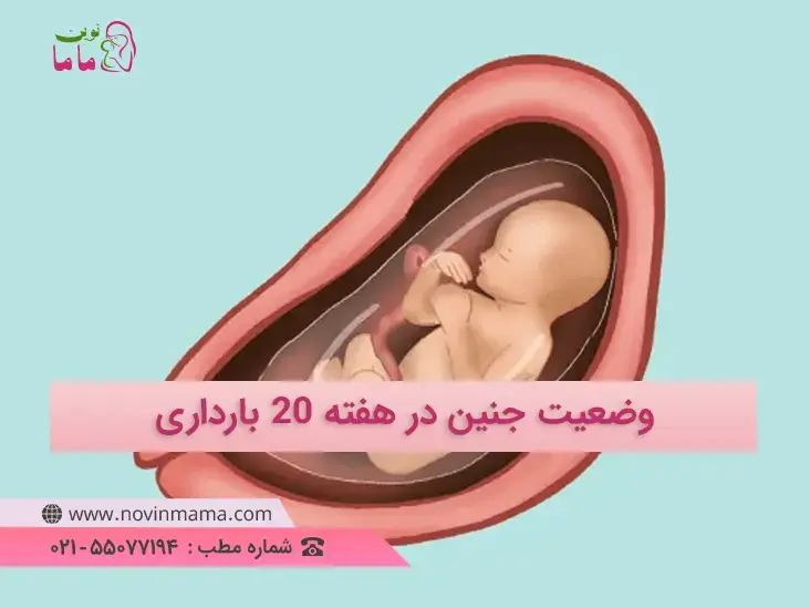 وضعیت جنین در هفته بیستکم بارداری چگونه است و اندازه جنین چند سانتی متر است